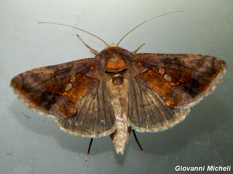 Noctuidae2 da ID - Chrysodeixis chalcites